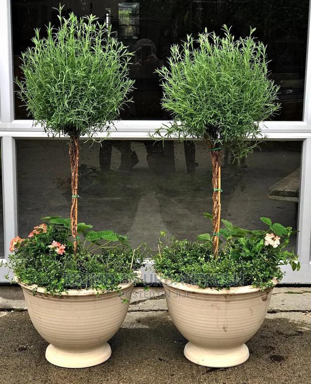 Thyme Common Seedling Moq 10 - main view