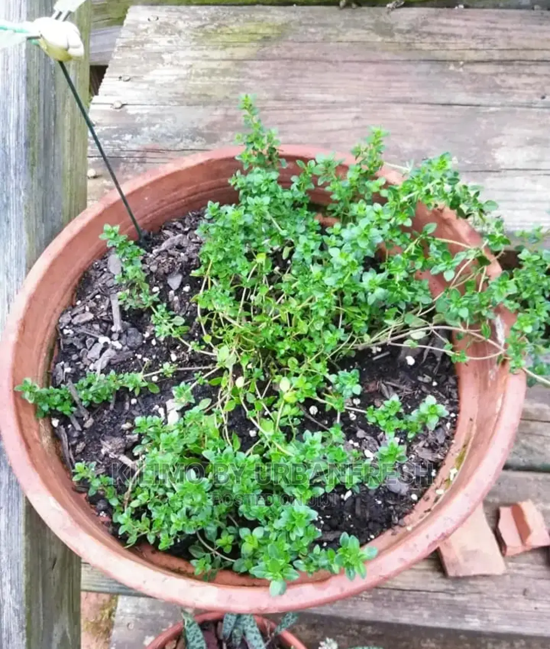 Thyme Lemon Seedling Moq 10