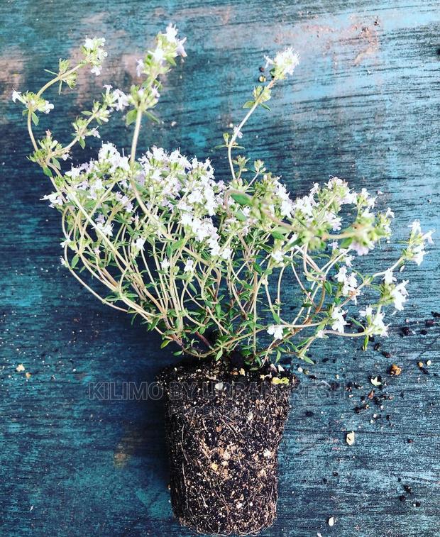 Thyme Orange Seedling Moq 10 - main view