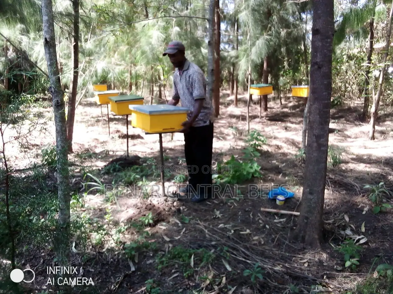 Modern Apiary/Apiaries