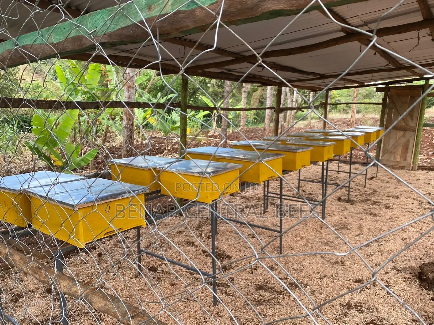 Modern Apiary/Apiaries