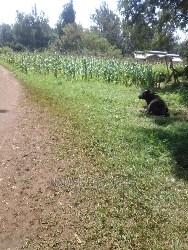 Plot 100 X 50 Matungu - thumbnail 2