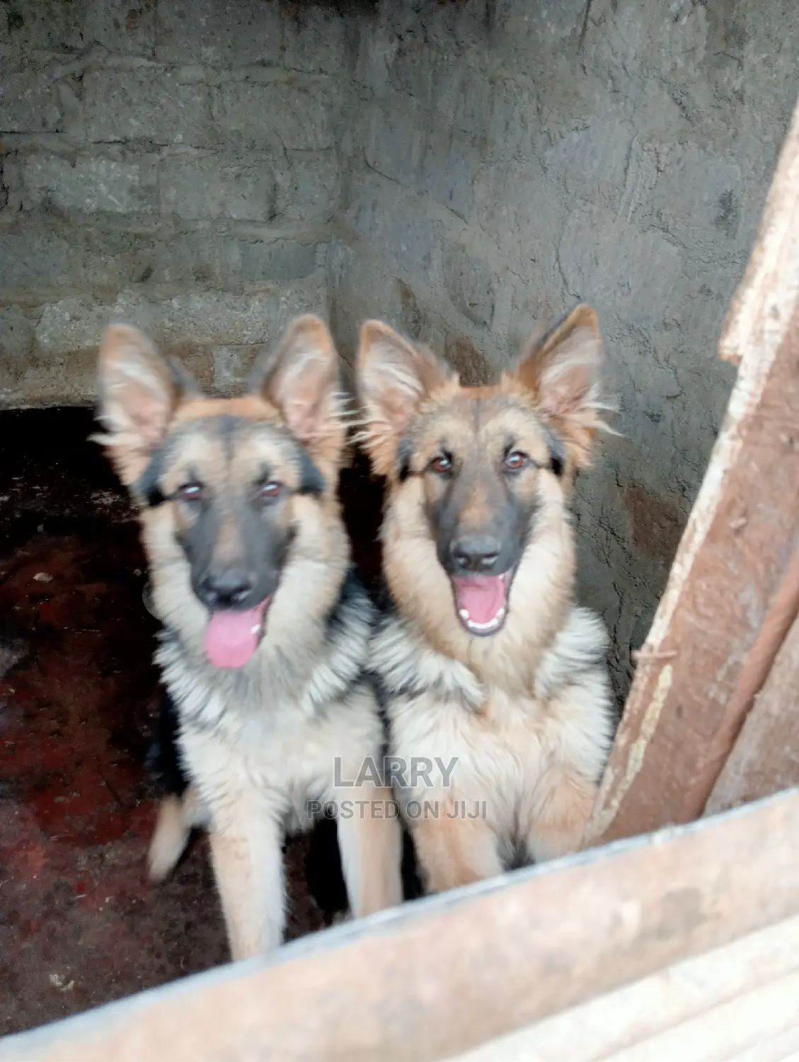 6-12 months Male Purebred German Shepherd