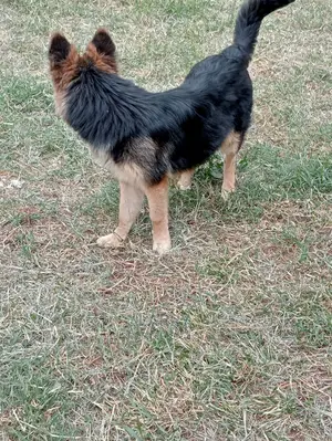 6-12 months Male Purebred German Shepherd