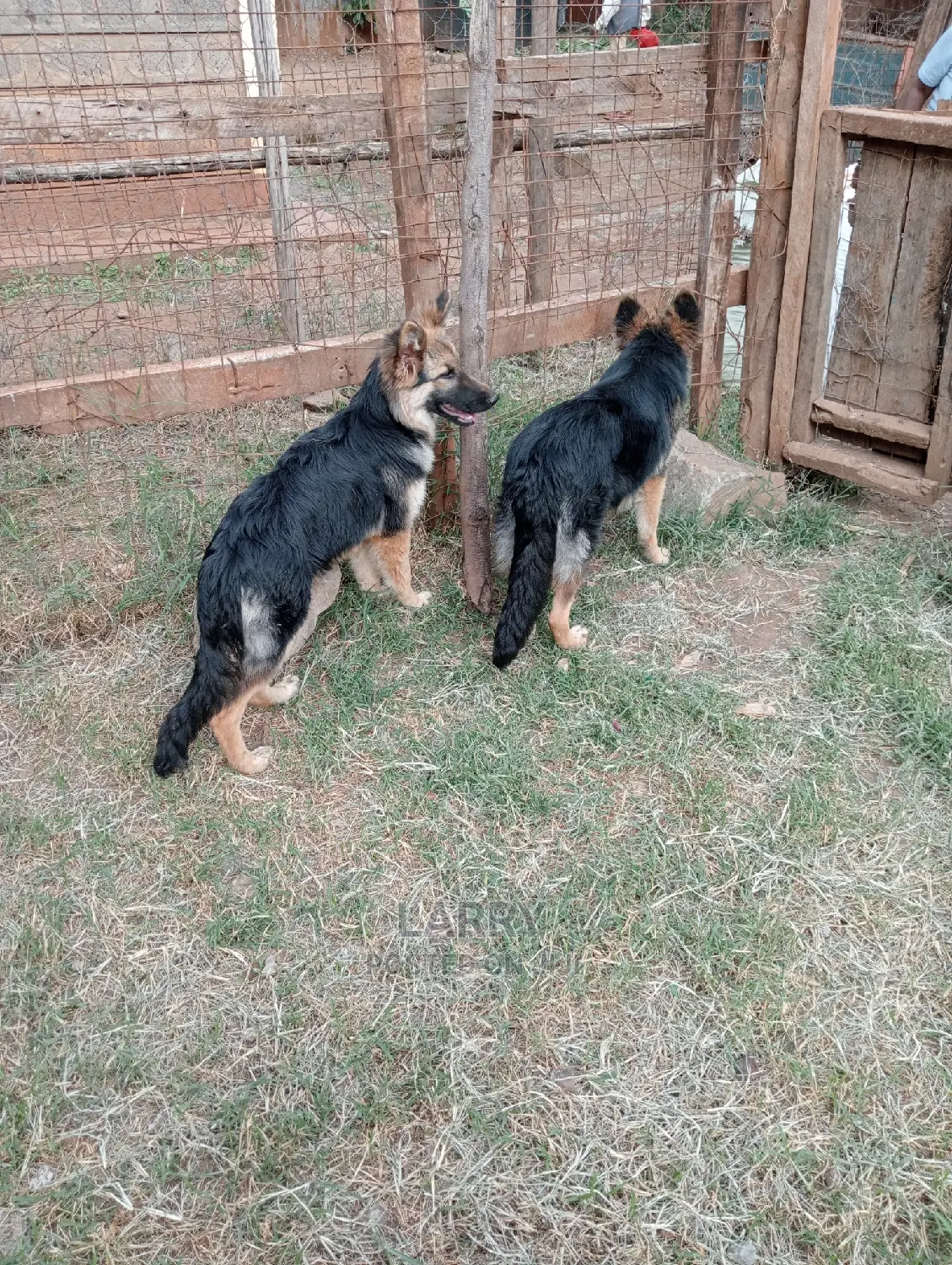 6-12 months Male Purebred German Shepherd