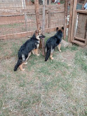 6-12 months Male Purebred German Shepherd - thumbnail 2