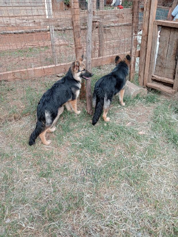 6-12 months Male Purebred German Shepherd - main view