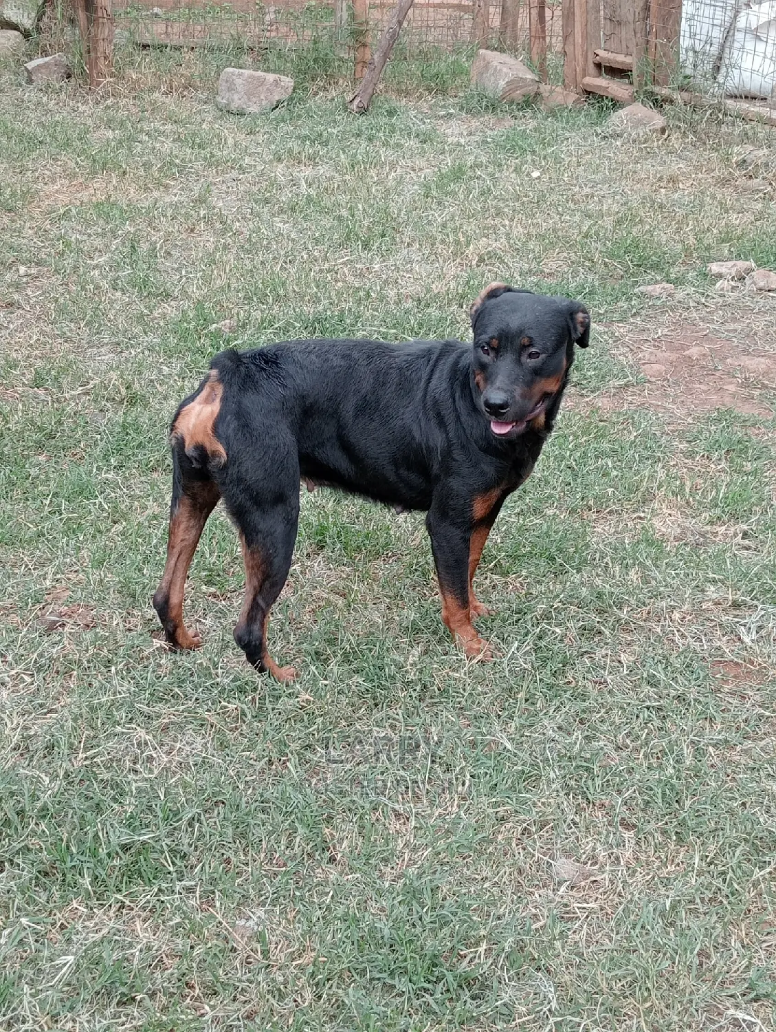1+ year Female Purebred Rottweiler