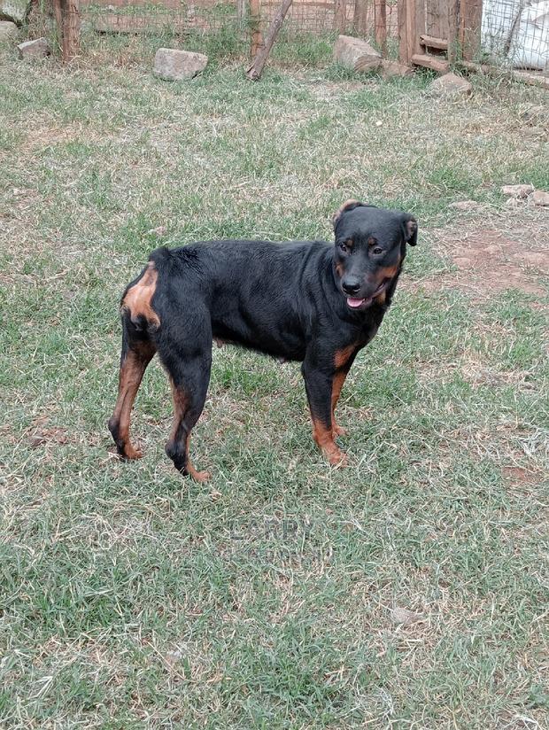 1+ year Female Purebred Rottweiler - main view