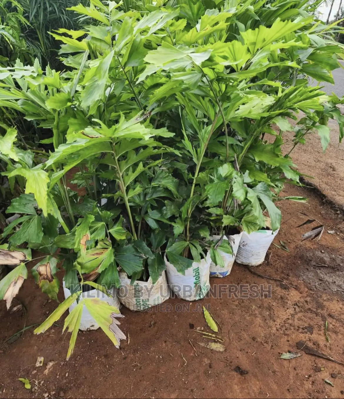Fish Palm Available