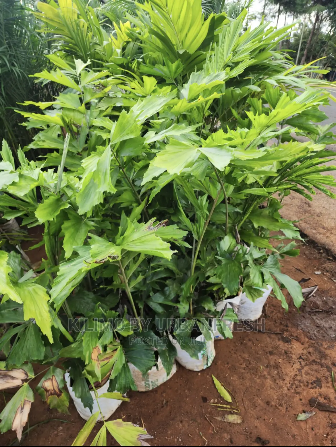 Fish Palm Available