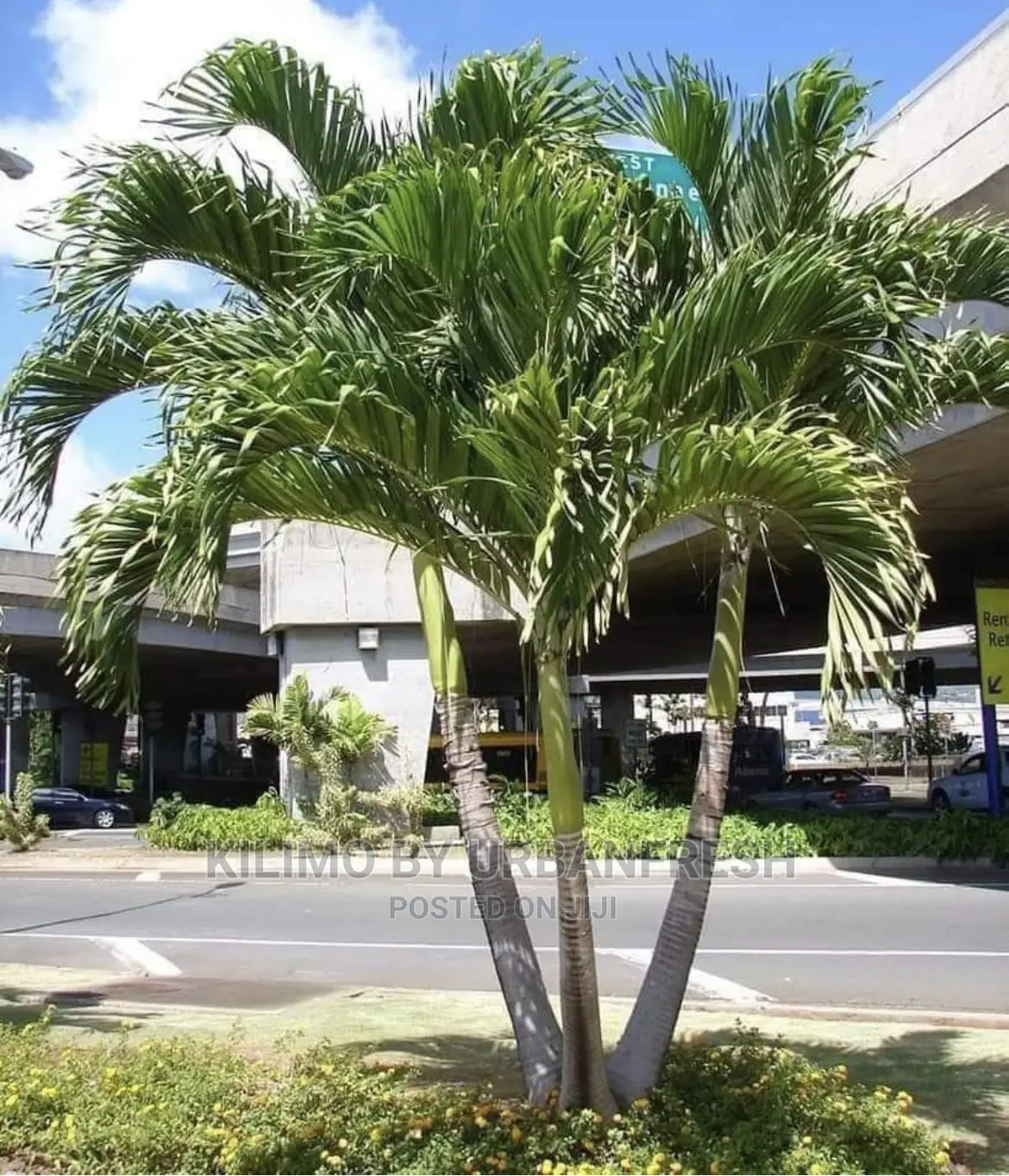 Christmas Palm