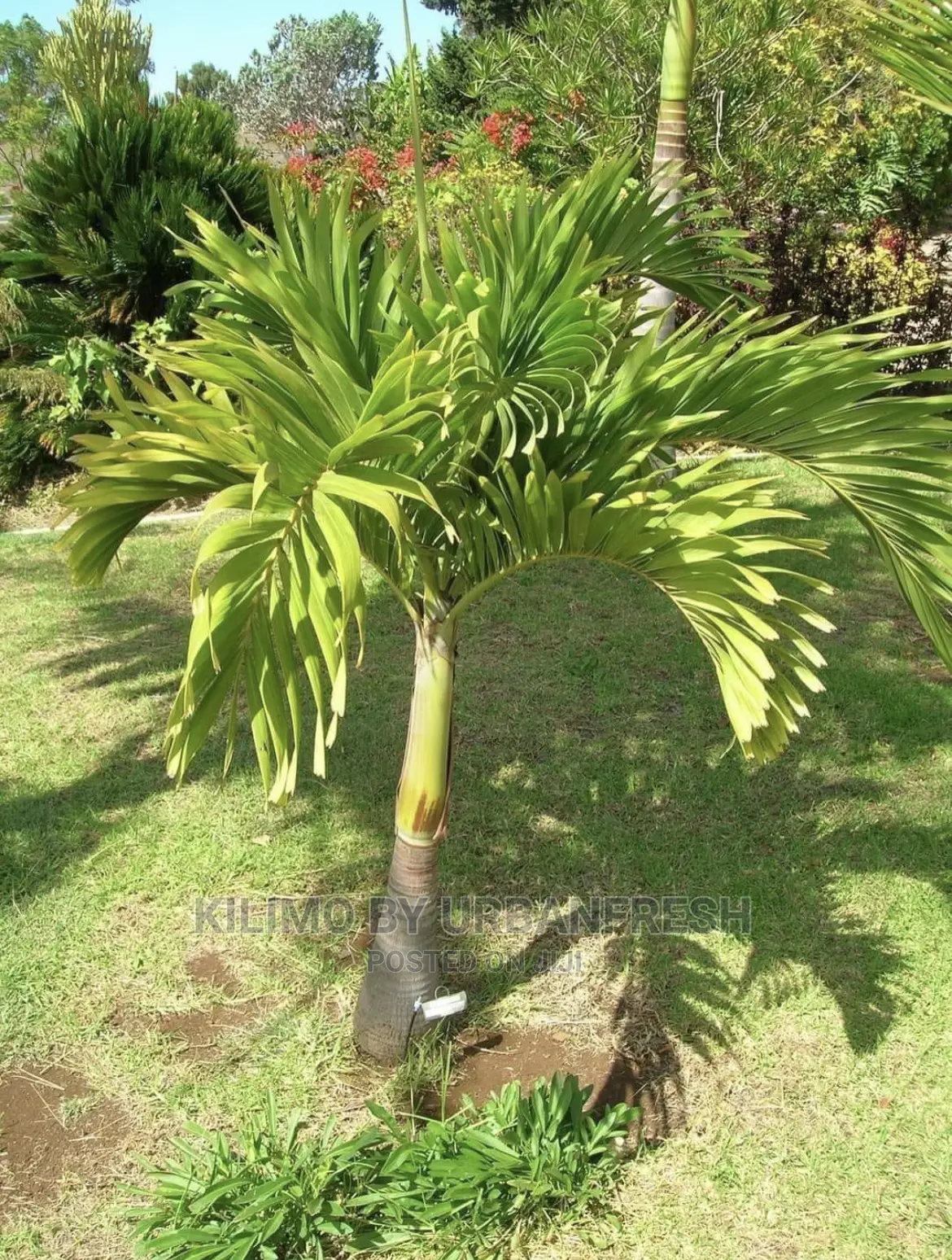 Christmas Palm