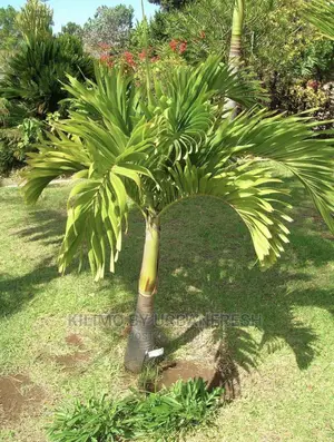 Christmas Palm