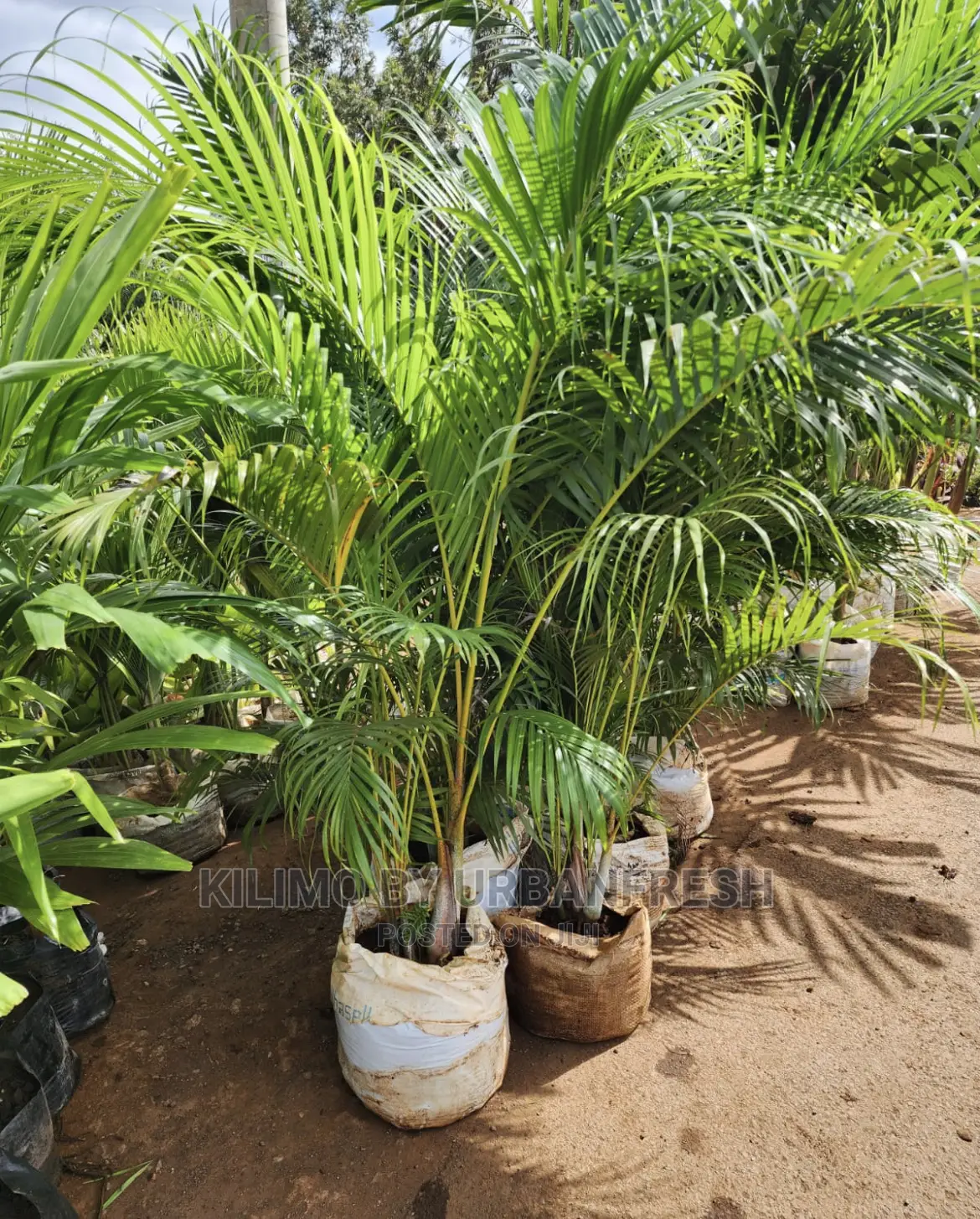 Golden Palm
