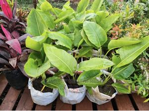 Traveller Palm - thumbnail 2