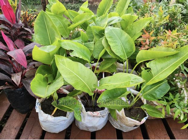 Traveller Palm - main view