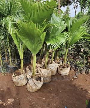 Peacock Palm - thumbnail 2