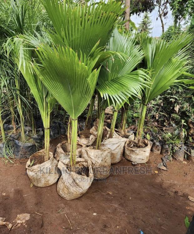 Peacock Palm - main view