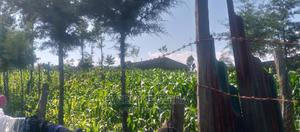 Plot for Sale 50*100 - thumbnail 2