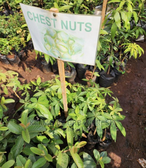 Fruit Orchard Package : 50 Mixed Fruit Seedlings. - thumbnail 4