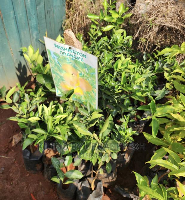 Fruit Orchard Package : 50 Mixed Fruit Seedlings. - thumbnail 14