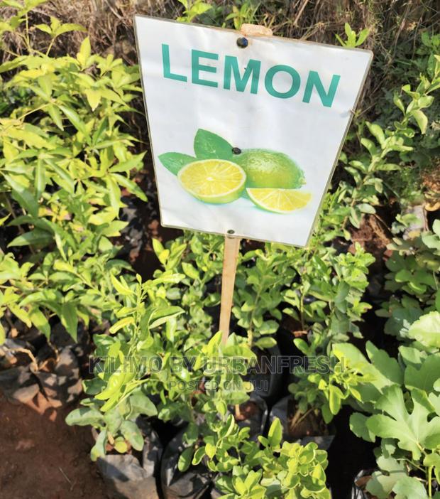 Fruit Orchard Package : 50 Mixed Fruit Seedlings. - thumbnail 10