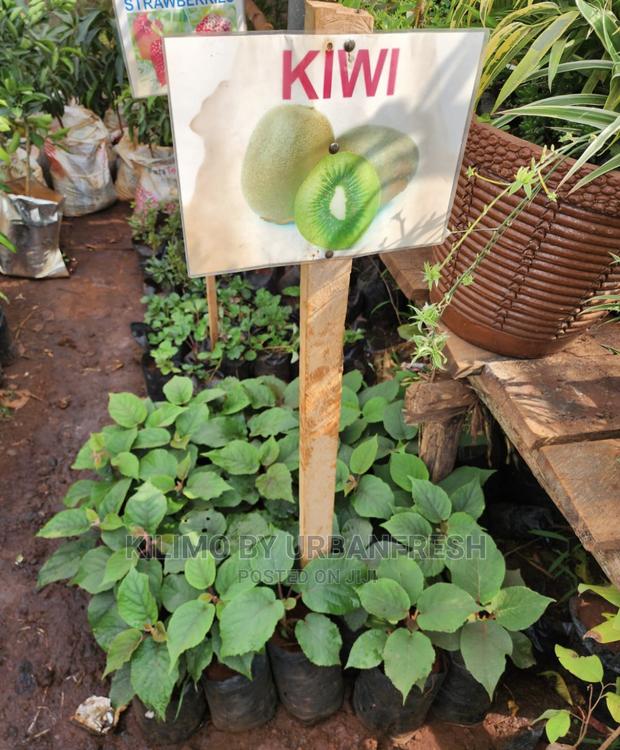 Fruit Orchard Package : 50 Mixed Fruit Seedlings. - thumbnail 5