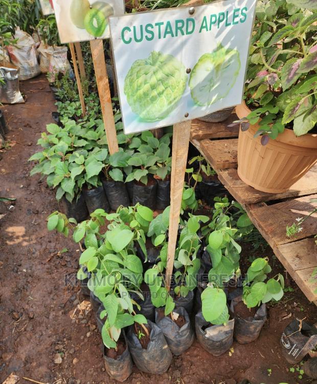 Fruit Orchard Package : 50 Mixed Fruit Seedlings. - thumbnail 3