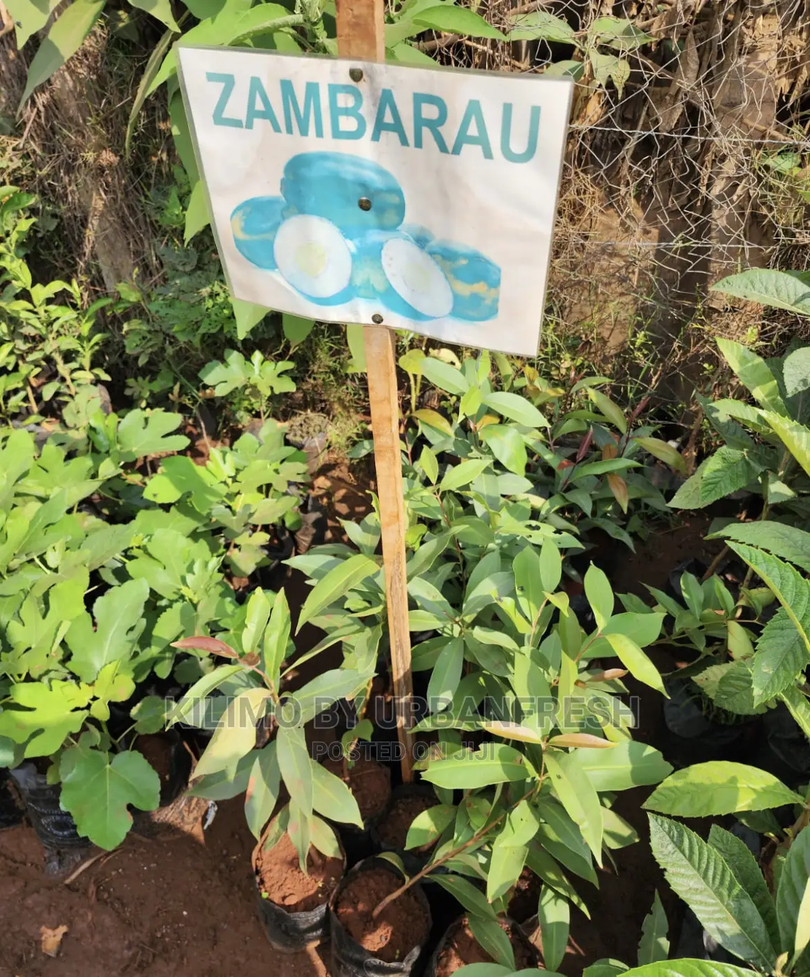Fruit Orchard Package : 50 Mixed Fruit Seedlings.