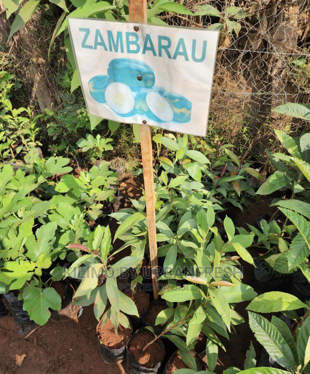 Fruit Orchard Package : 50 Mixed Fruit Seedlings. - thumbnail 9