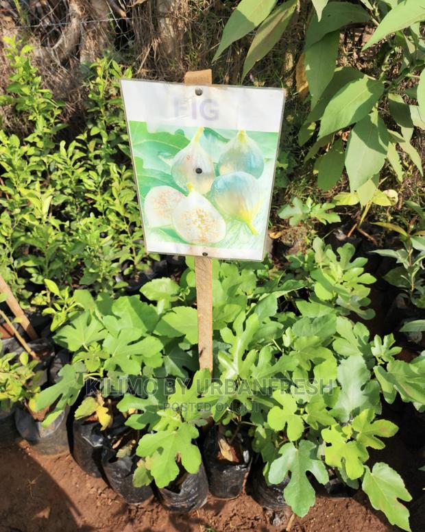 Fruit Orchard Package : 50 Mixed Fruit Seedlings. - thumbnail 11