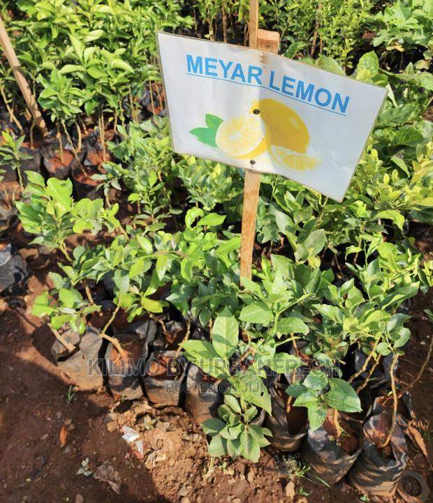 Fruit Orchard Package : 50 Mixed Fruit Seedlings. - thumbnail 16