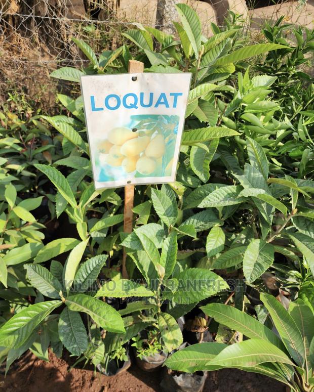 Fruit Orchard Package : 50 Mixed Fruit Seedlings. - thumbnail 12