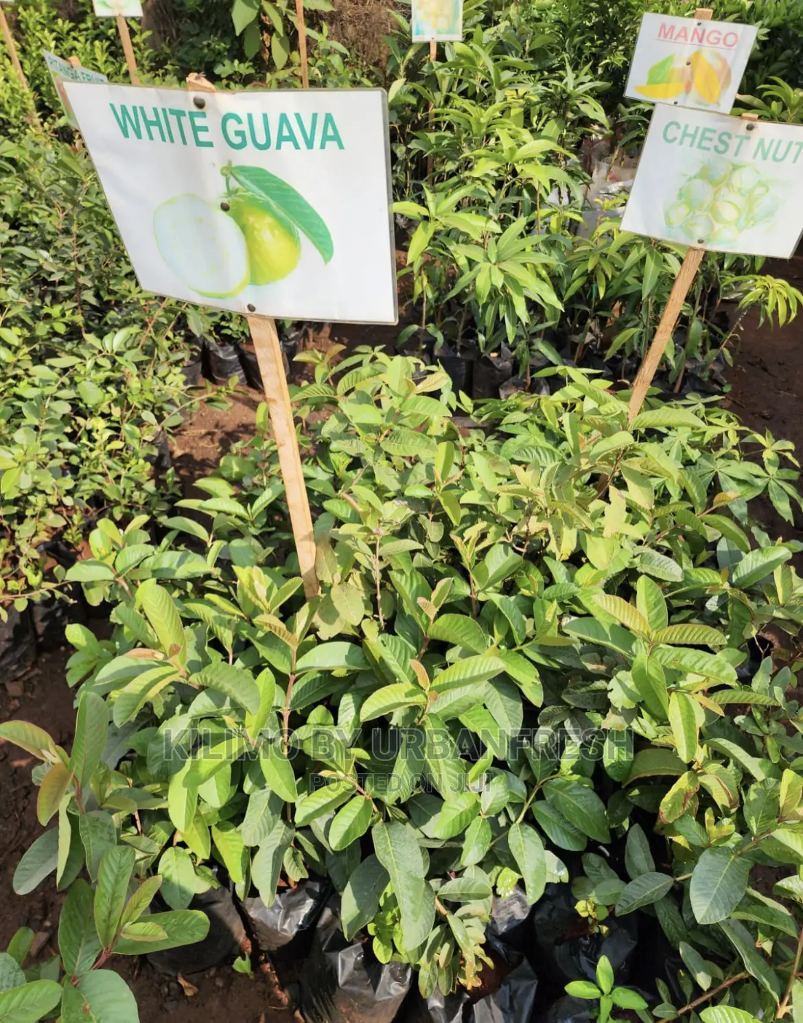 Fruit Orchard Package : 50 Mixed Fruit Seedlings.
