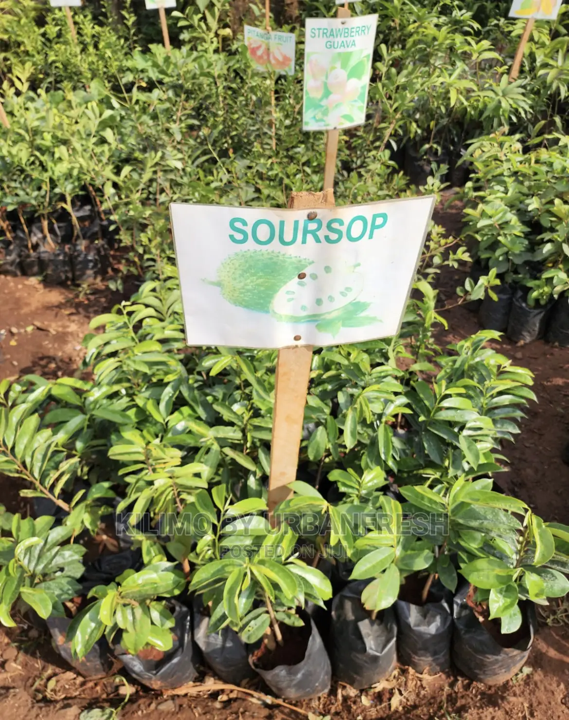 Fruit Orchard Package : 50 Mixed Fruit Seedlings.