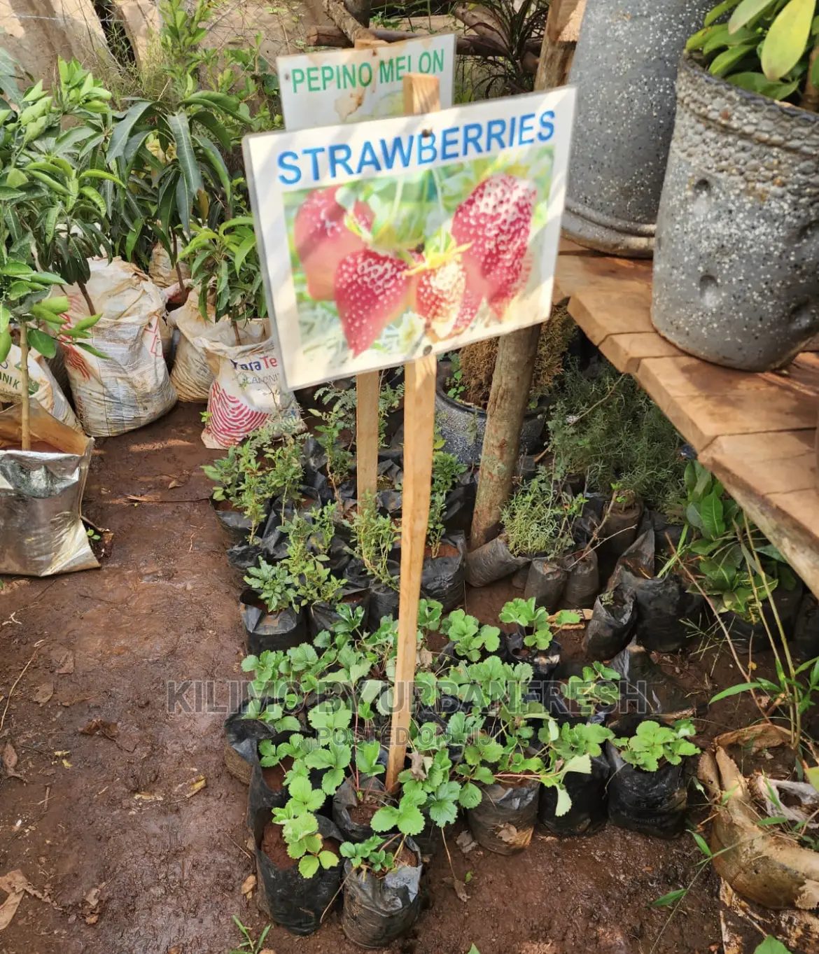 Fruit Orchard Package : 50 Mixed Fruit Seedlings.
