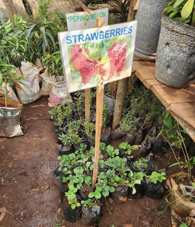 Fruit Orchard Package : 50 Mixed Fruit Seedlings. - thumbnail 7