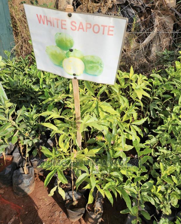 Fruit Orchard Package : 50 Mixed Fruit Seedlings. - thumbnail 13