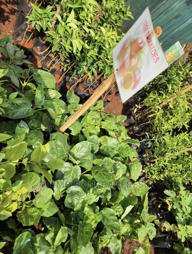 Fruit Orchard Package : 50 Mixed Fruit Seedlings. - thumbnail 17