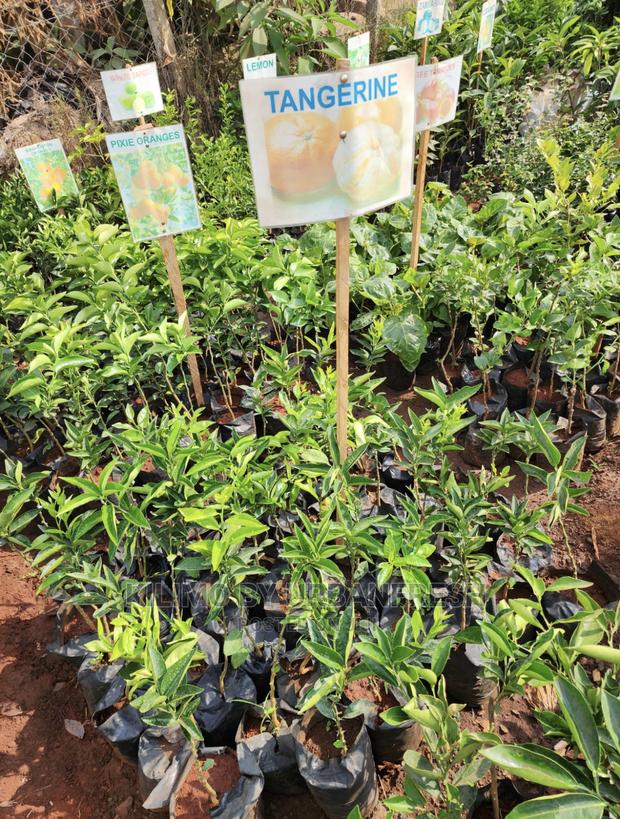 Fruit Orchard Package : 50 Mixed Fruit Seedlings. - thumbnail 20