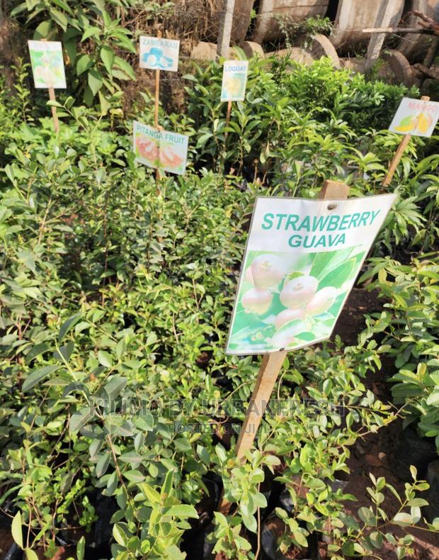 Fruit Orchard Package : 50 Mixed Fruit Seedlings. - thumbnail 15