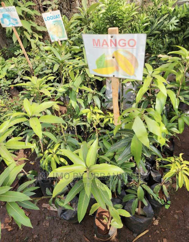 Fruit Orchard Package : 50 Mixed Fruit Seedlings. - thumbnail 8