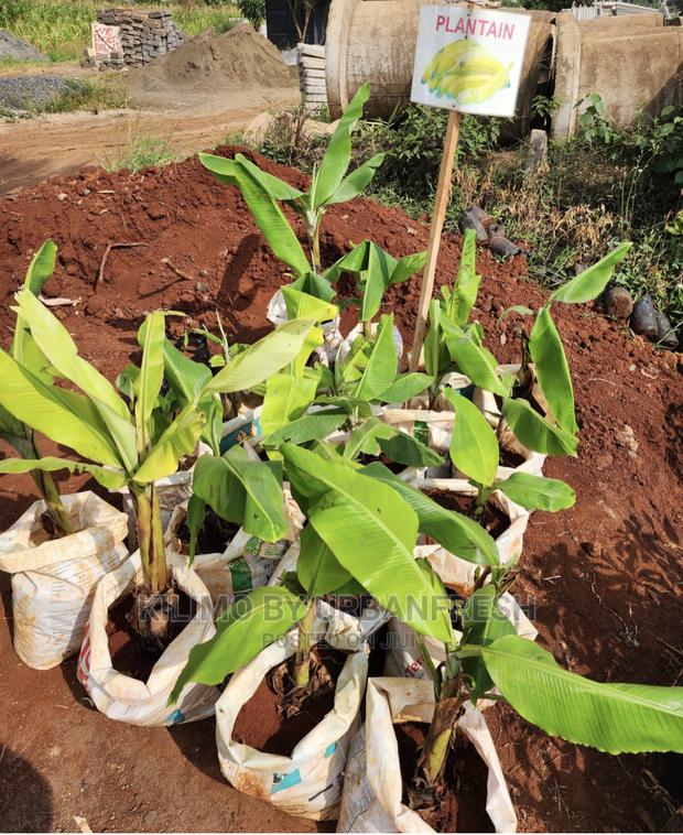 Fruit Orchard Package : 50 Mixed Fruit Seedlings. - thumbnail 21