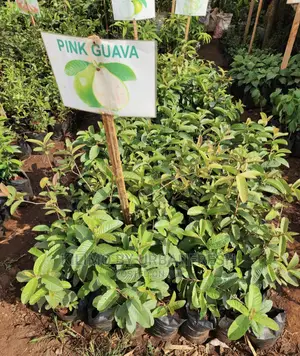 Fruit Orchard Package : 50 Mixed Fruit Seedlings.