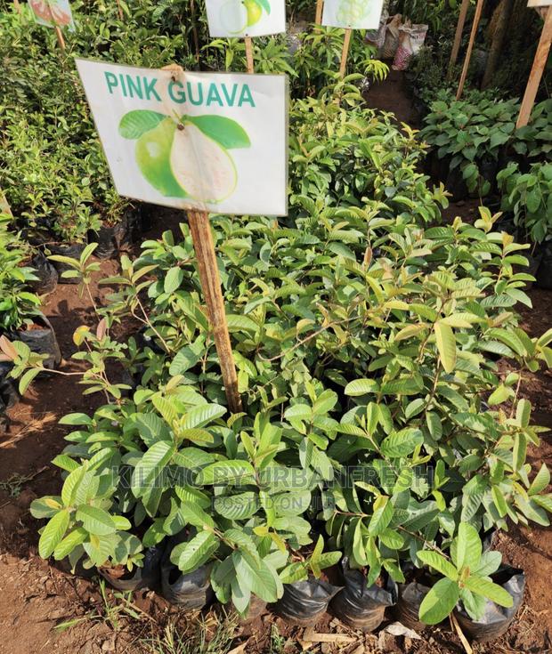 Fruit Orchard Package : 50 Mixed Fruit Seedlings. - main view