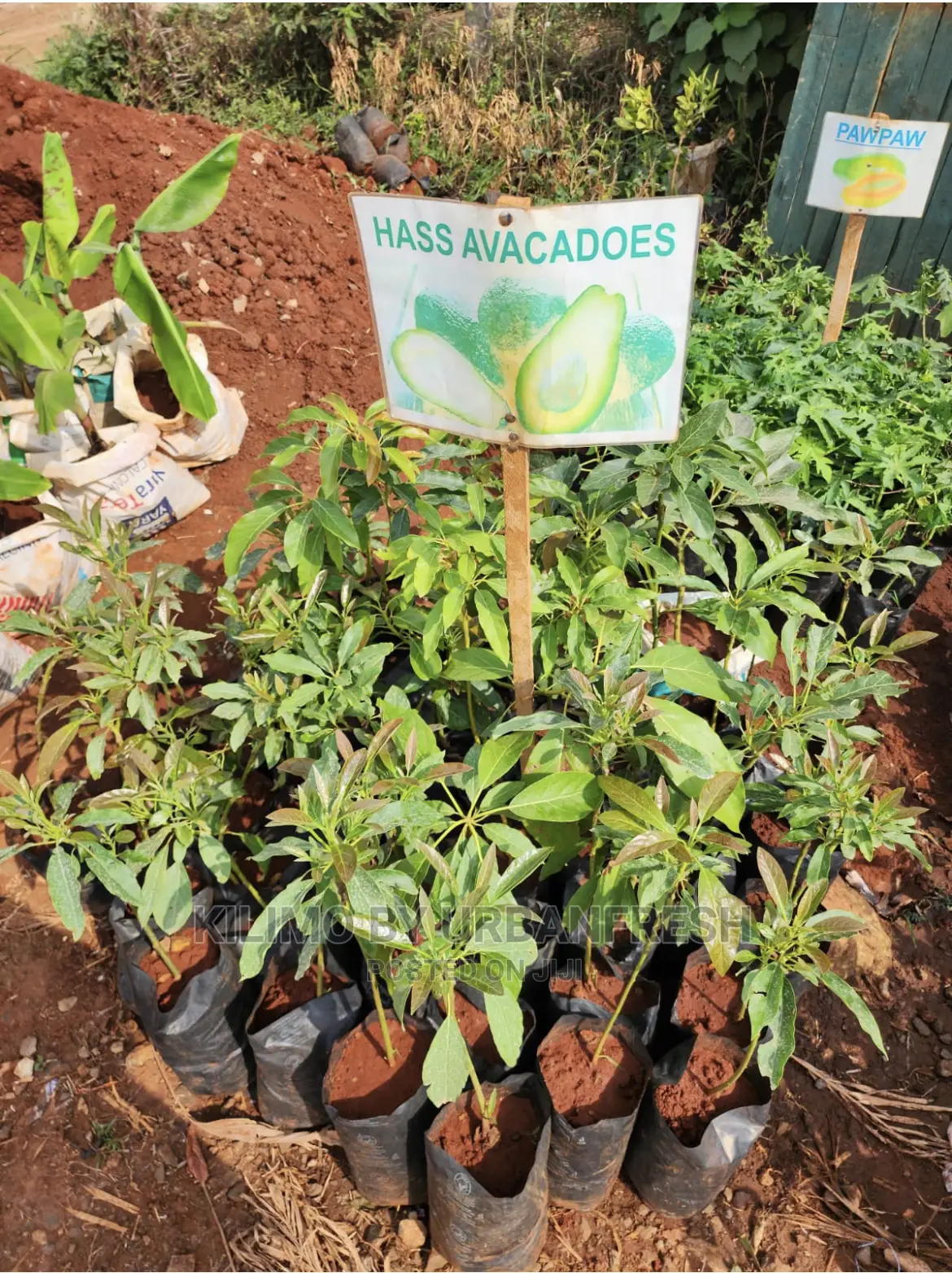 Fruit Orchard Package : 50 Mixed Fruit Seedlings.