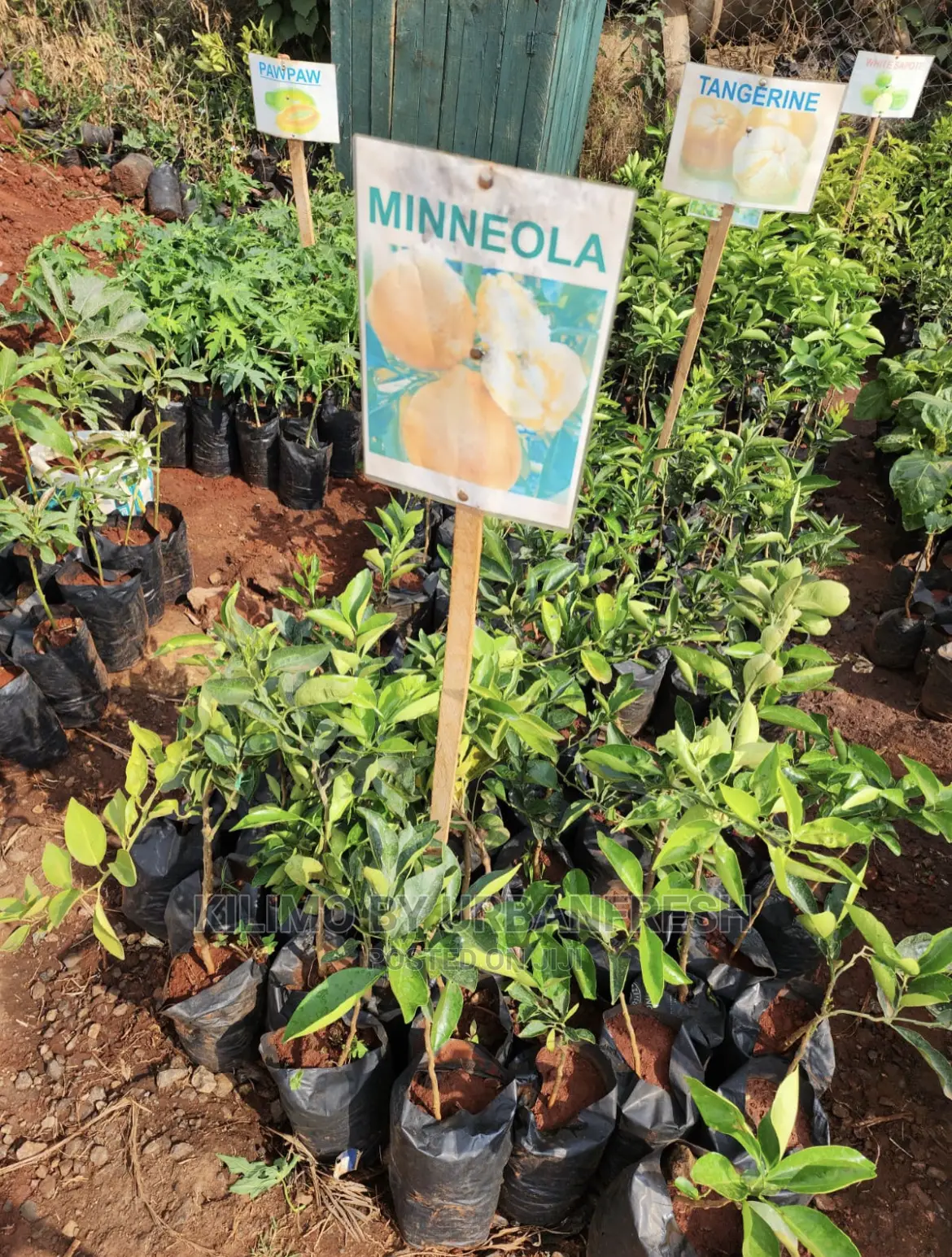 Fruit Orchard Package : 50 Mixed Fruit Seedlings.