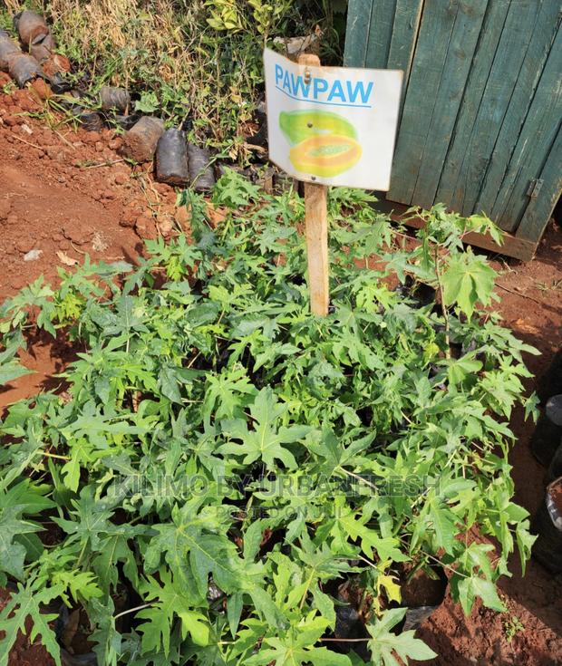 Fruit Orchard Package : 50 Mixed Fruit Seedlings. - thumbnail 24