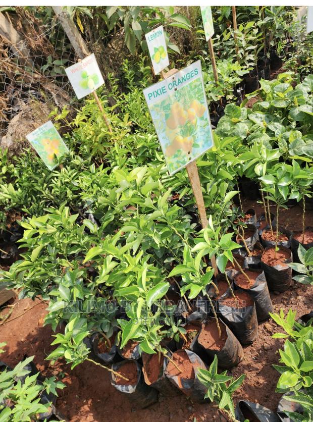 Fruit Orchard Package : 50 Mixed Fruit Seedlings. - thumbnail 23